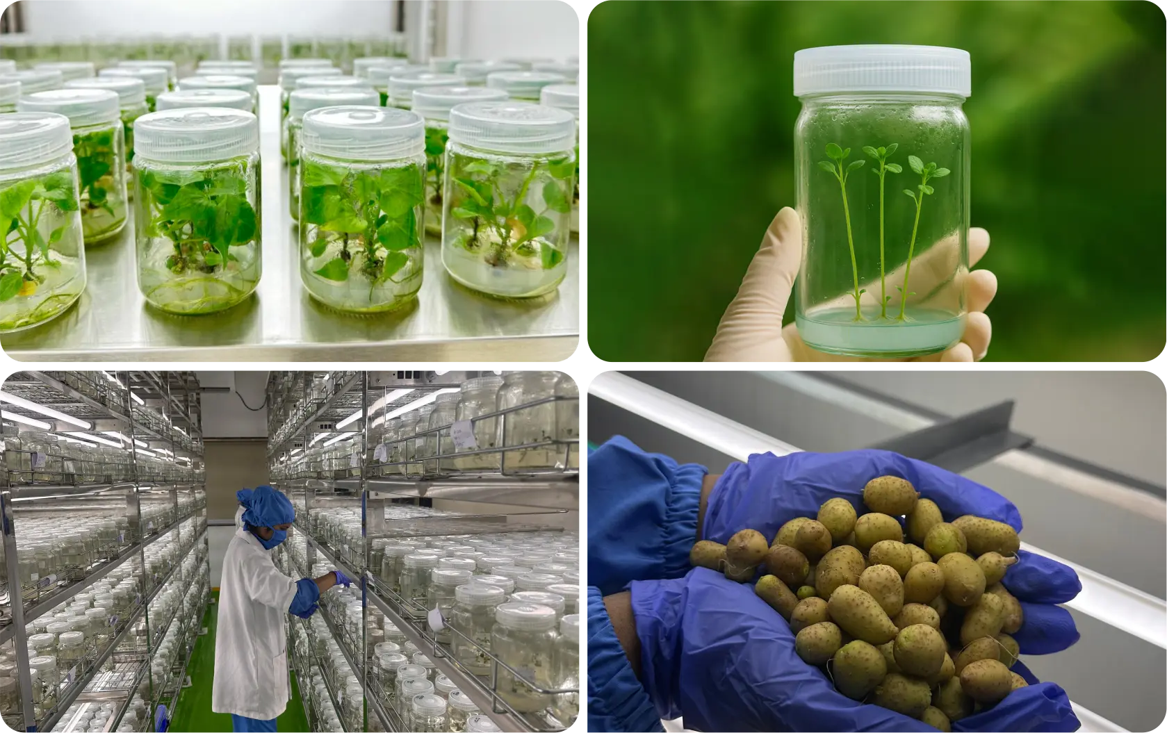 Next-Generation Potato Seed Production